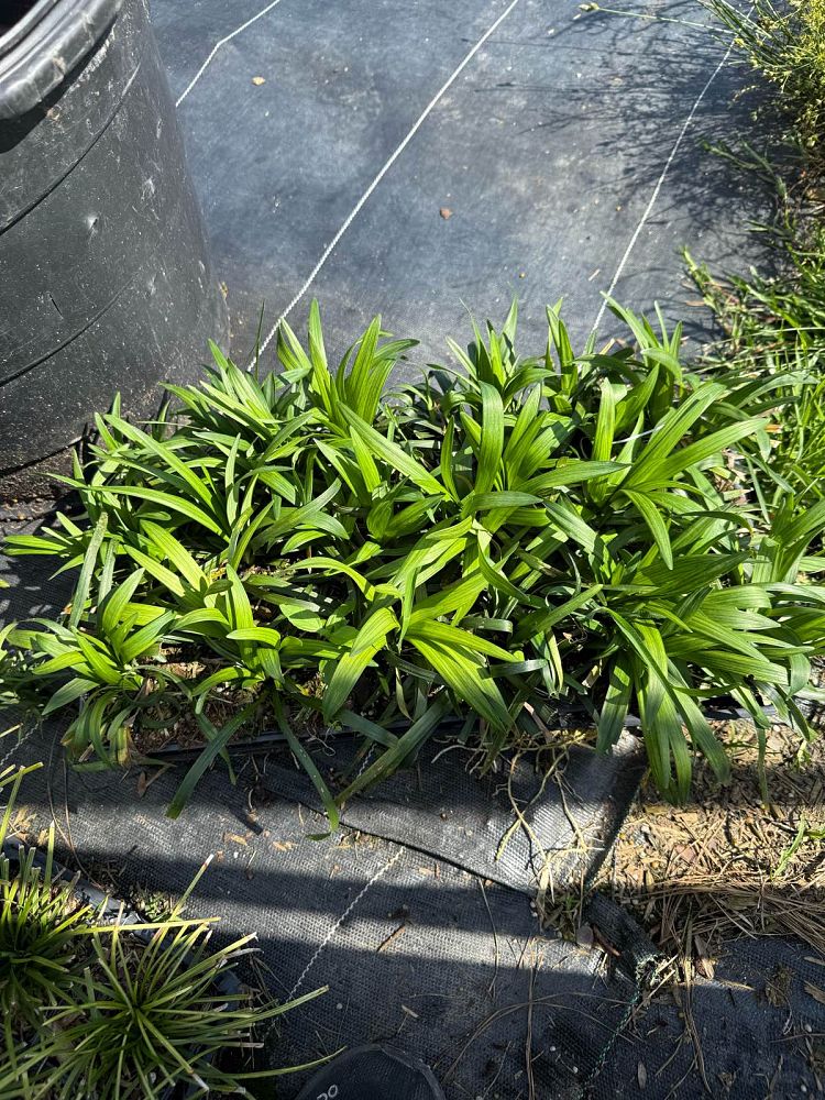 liriope-muscari-royal-purple-lilyturf