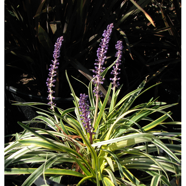 liriope-muscari-silvery-sunproof-lilyturf