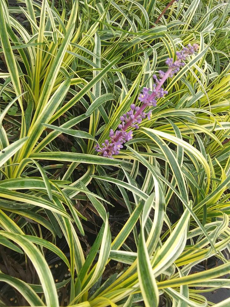 liriope-muscari-silvery-sunproof-lilyturf