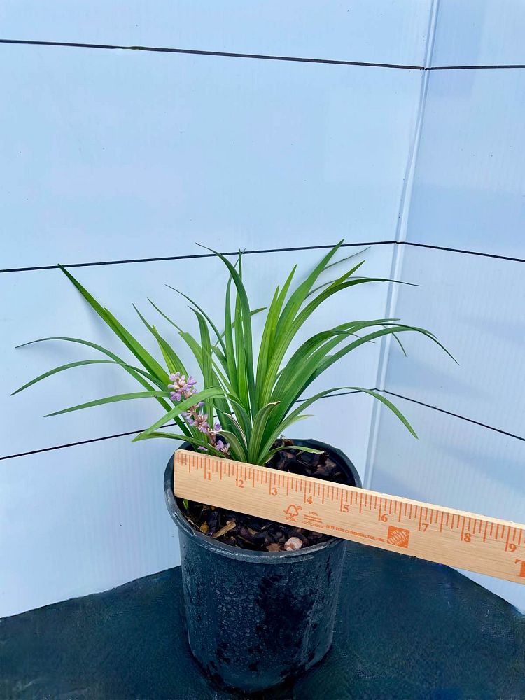 liriope-muscari-silvery-sunproof-lilyturf