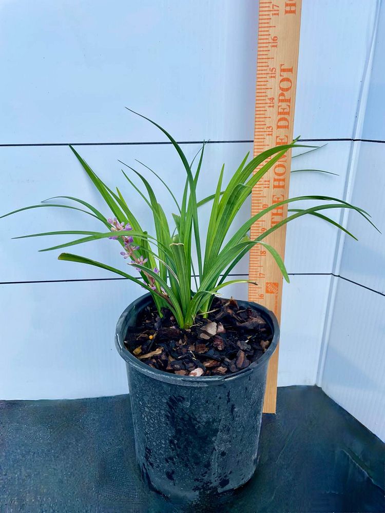 liriope-muscari-silvery-sunproof-lilyturf