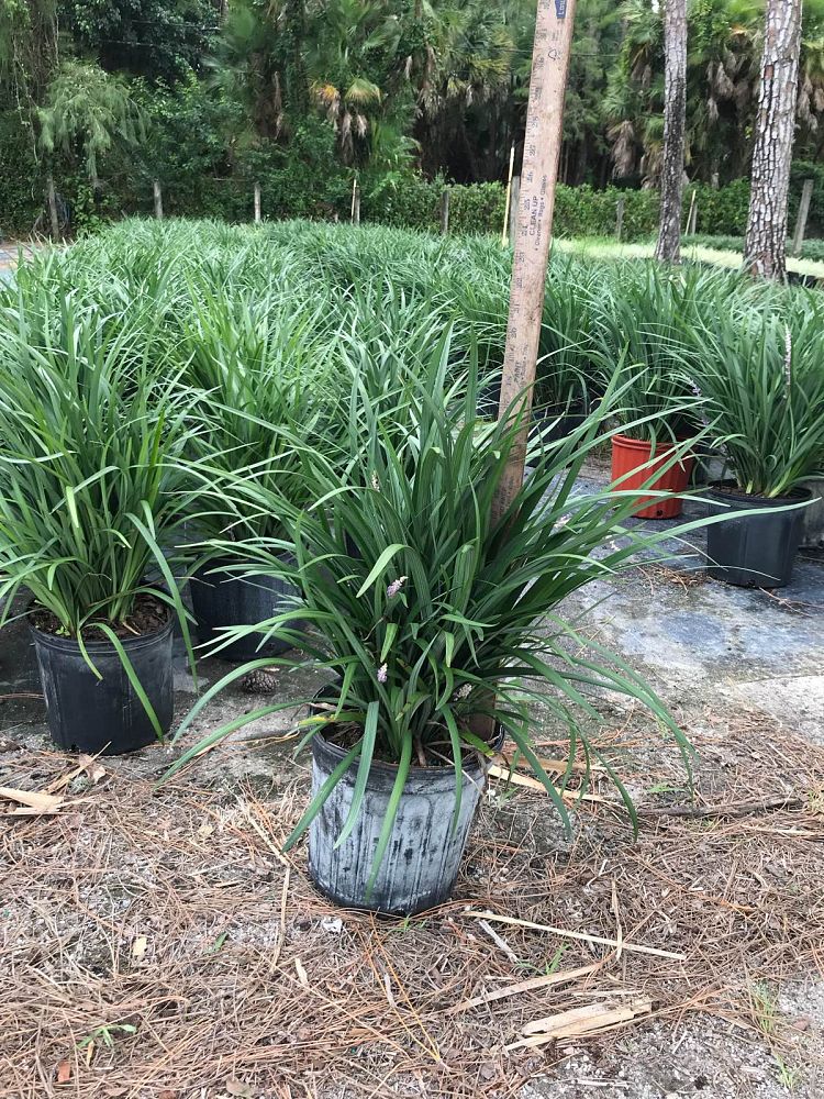 liriope-muscari-super-blue-lilyturf