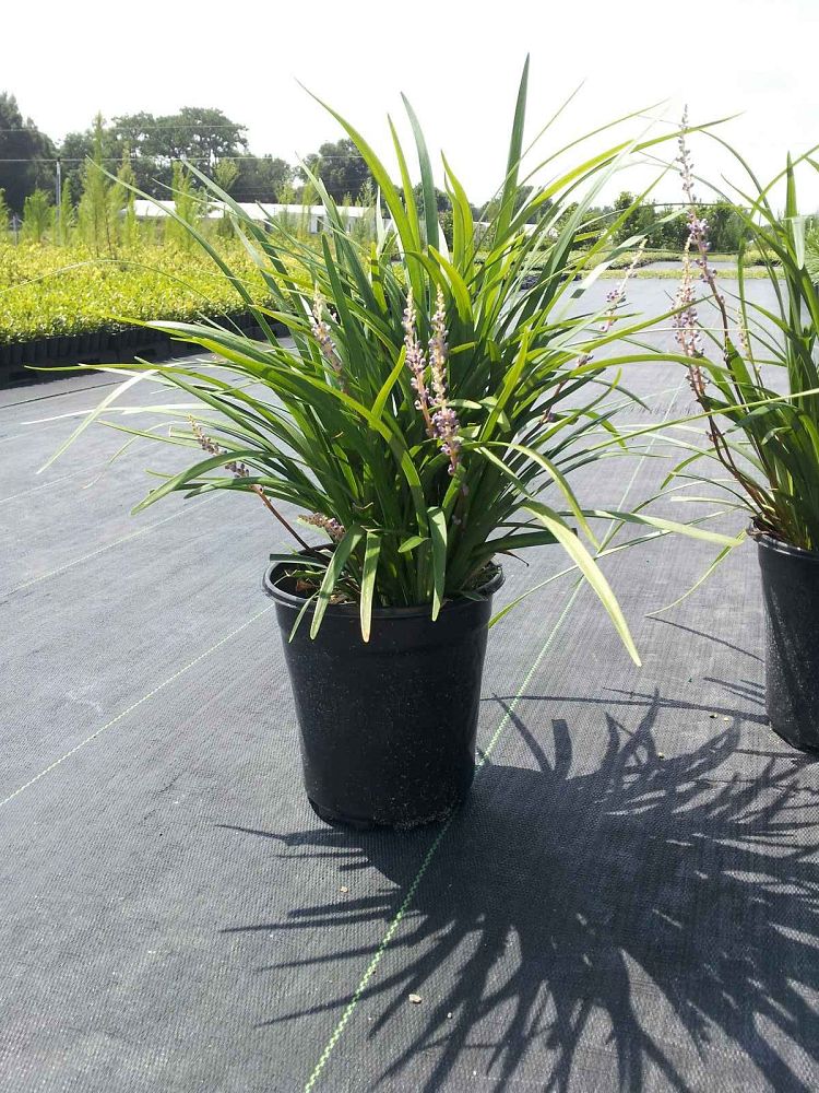 liriope-muscari-super-blue-lilyturf