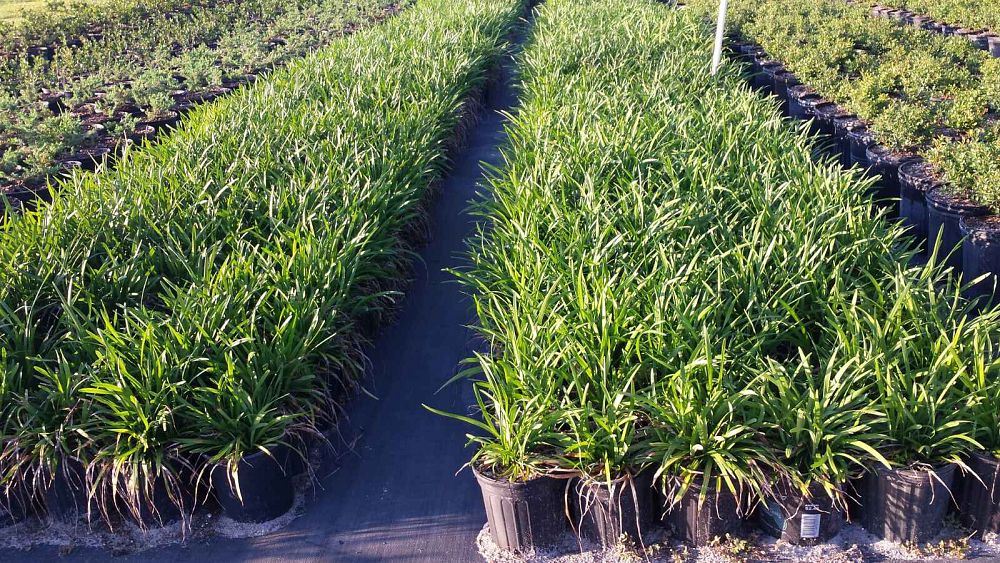 liriope-muscari-super-blue-lilyturf