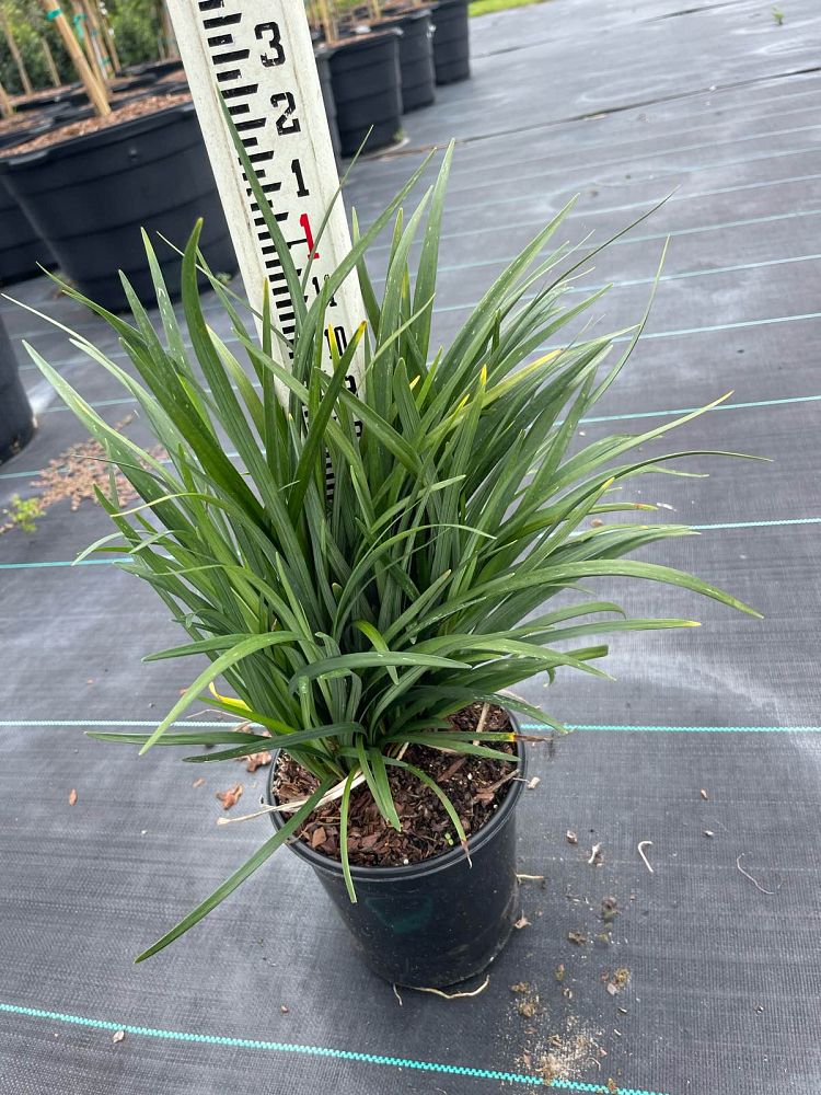 liriope-muscari-super-blue-lilyturf