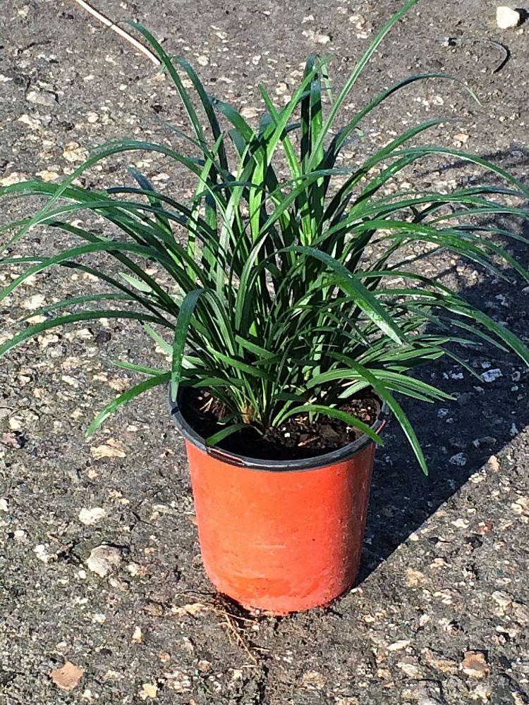 liriope-muscari-super-blue-lilyturf