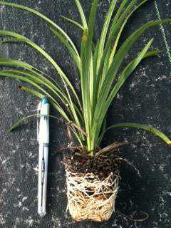 liriope-muscari-super-blue-lilyturf