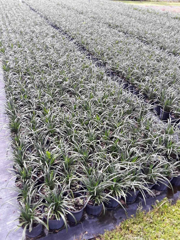 liriope-muscari-super-blue-lilyturf