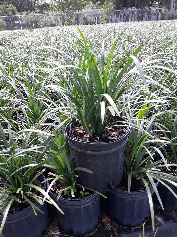 liriope-muscari-super-blue-lilyturf