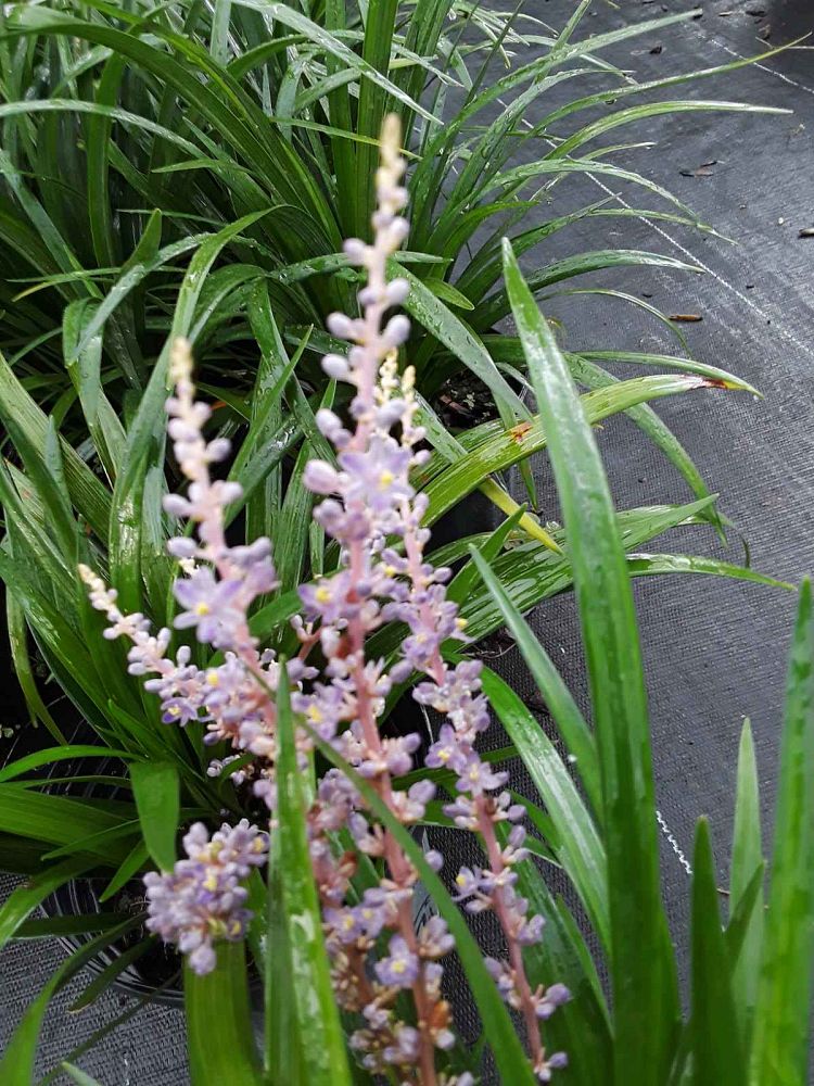liriope-muscari-super-blue-lilyturf