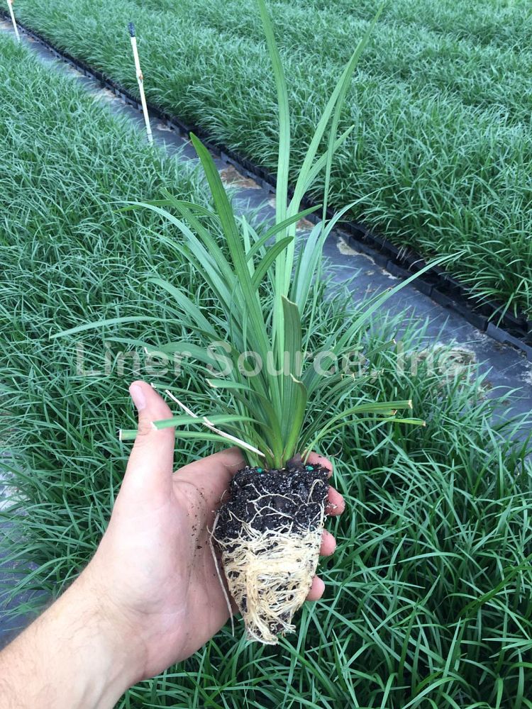 liriope-muscari-super-blue-lilyturf