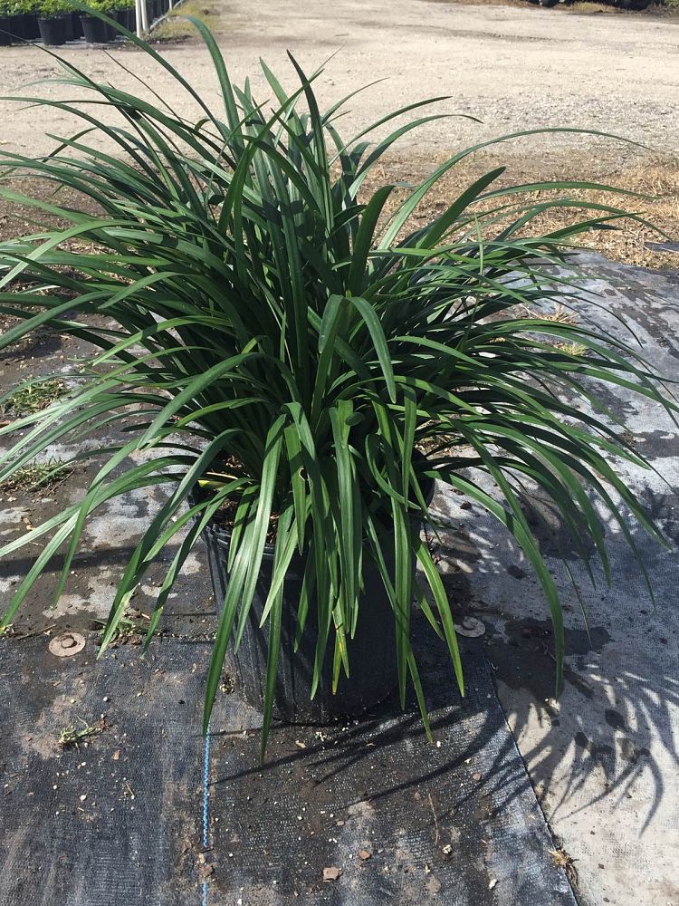 liriope-muscari-super-blue-lilyturf