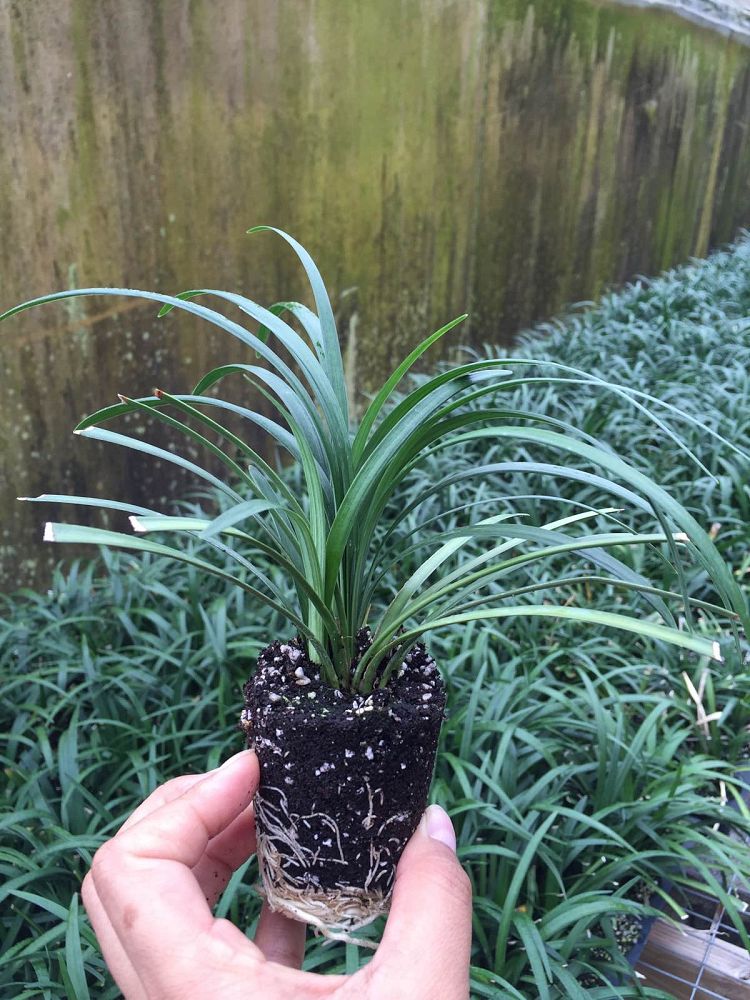 liriope-muscari-super-blue-lilyturf