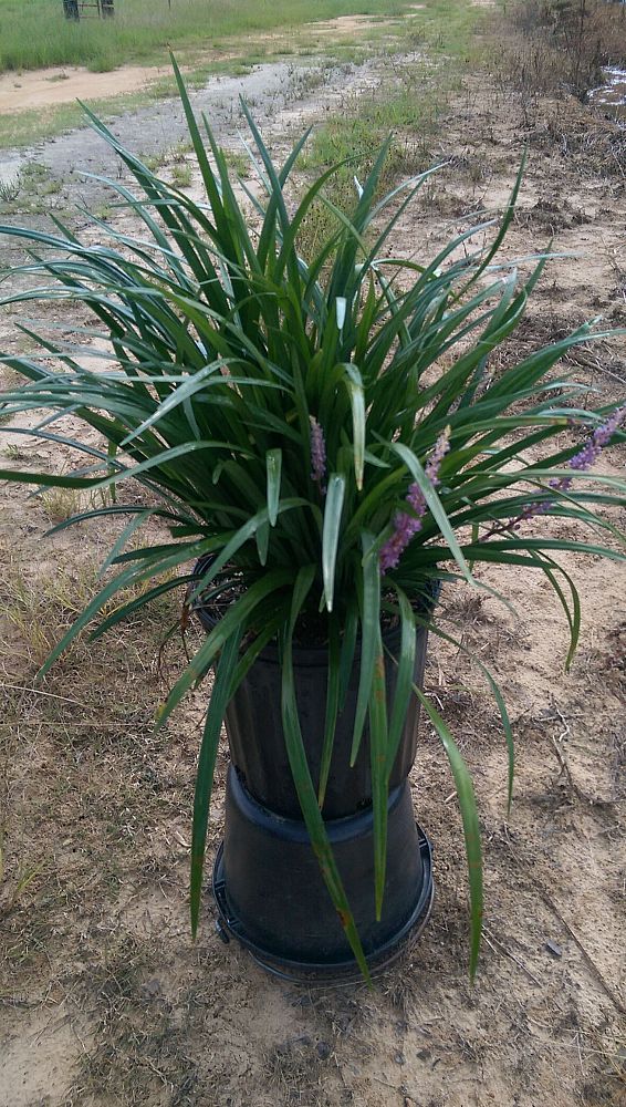 liriope-muscari-super-blue-lilyturf