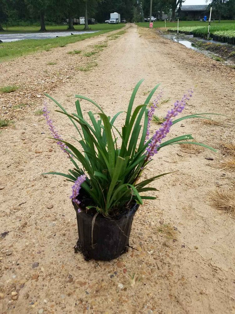 liriope-muscari-super-blue-lilyturf