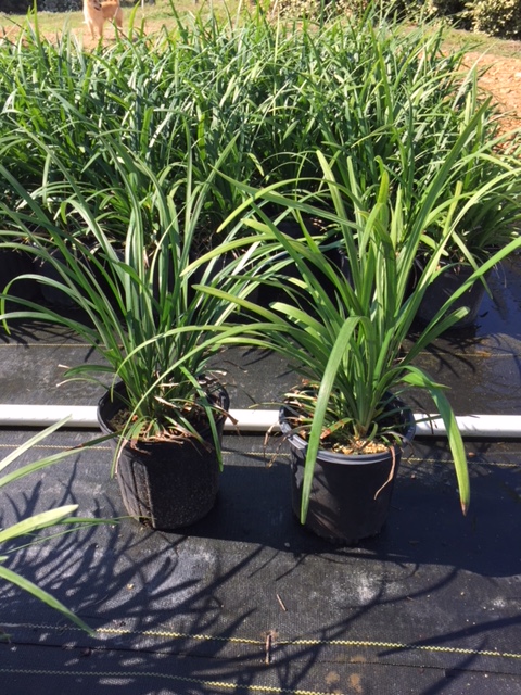 liriope-muscari-super-blue-lilyturf
