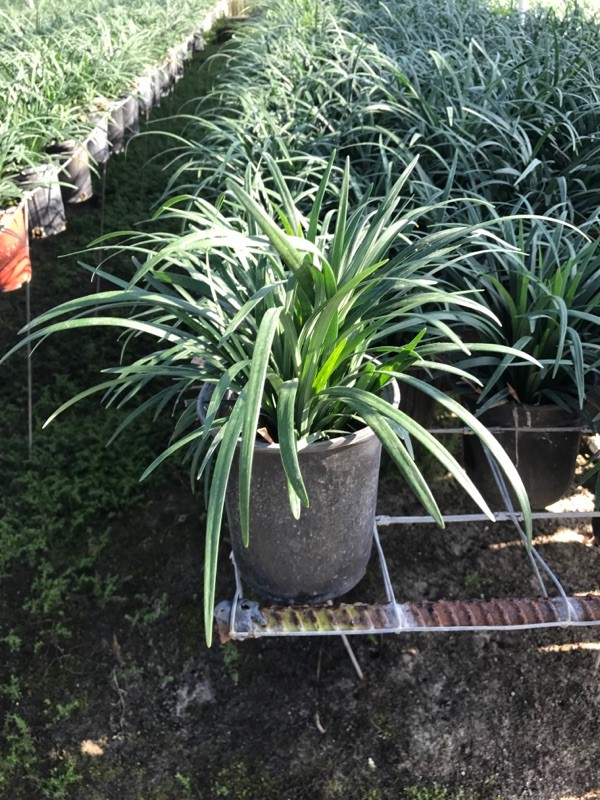 liriope-muscari-super-blue-lilyturf