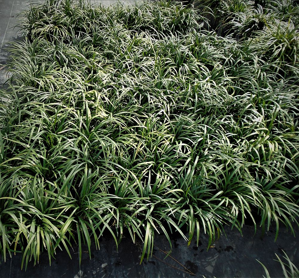 liriope-muscari-super-blue-lilyturf