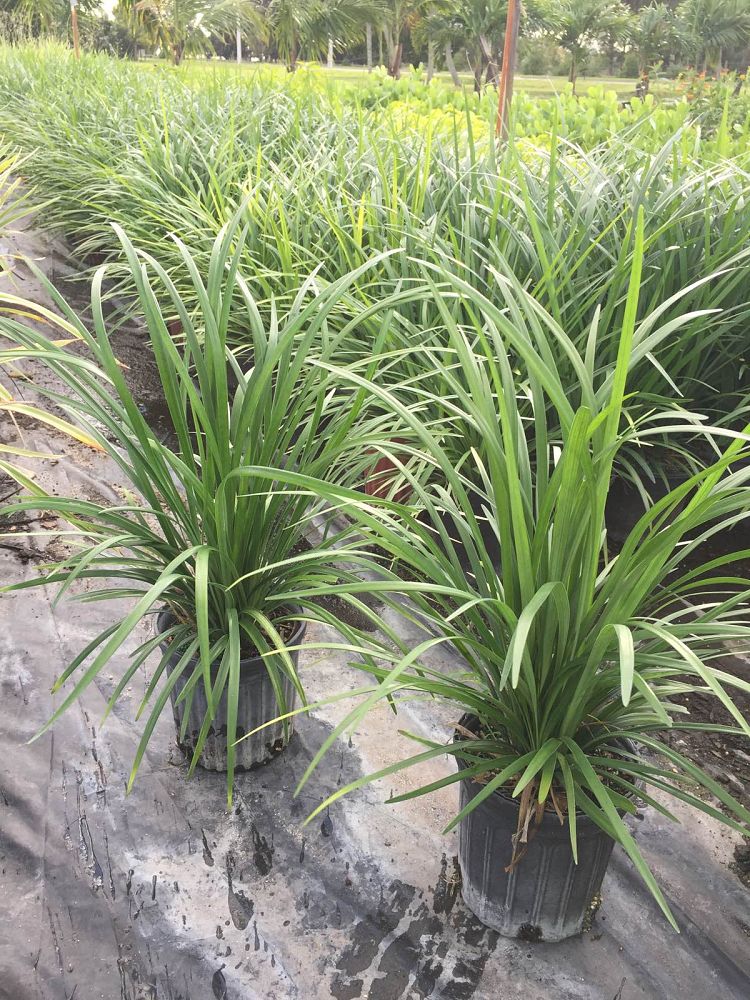 liriope-muscari-super-blue-lilyturf