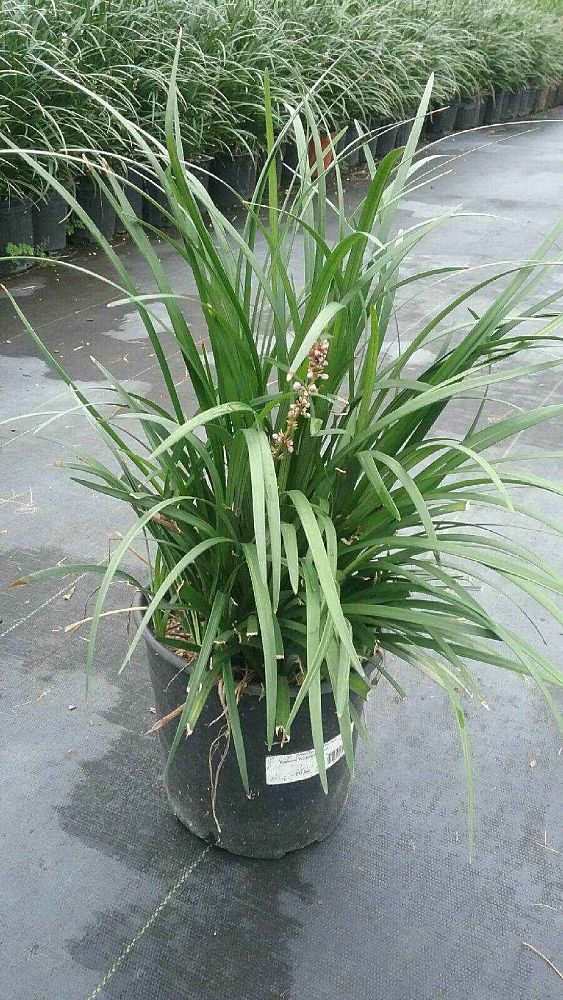 liriope-muscari-super-blue-lilyturf