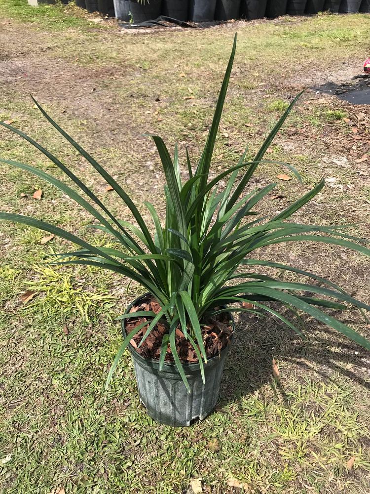 liriope-muscari-super-blue-lilyturf