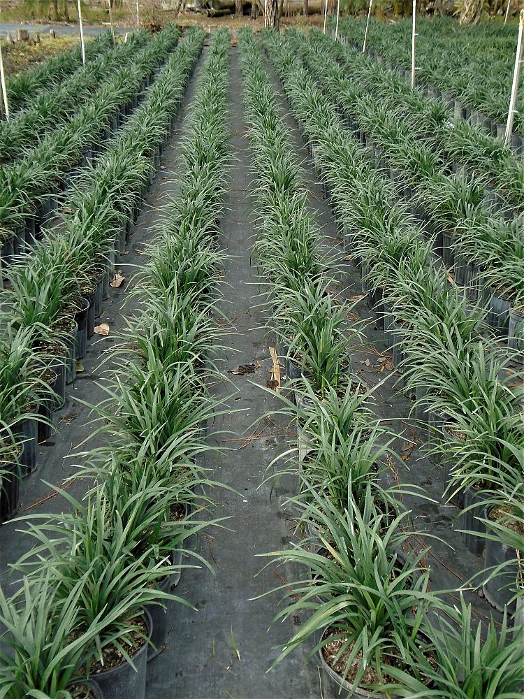 liriope-muscari-super-blue-lilyturf