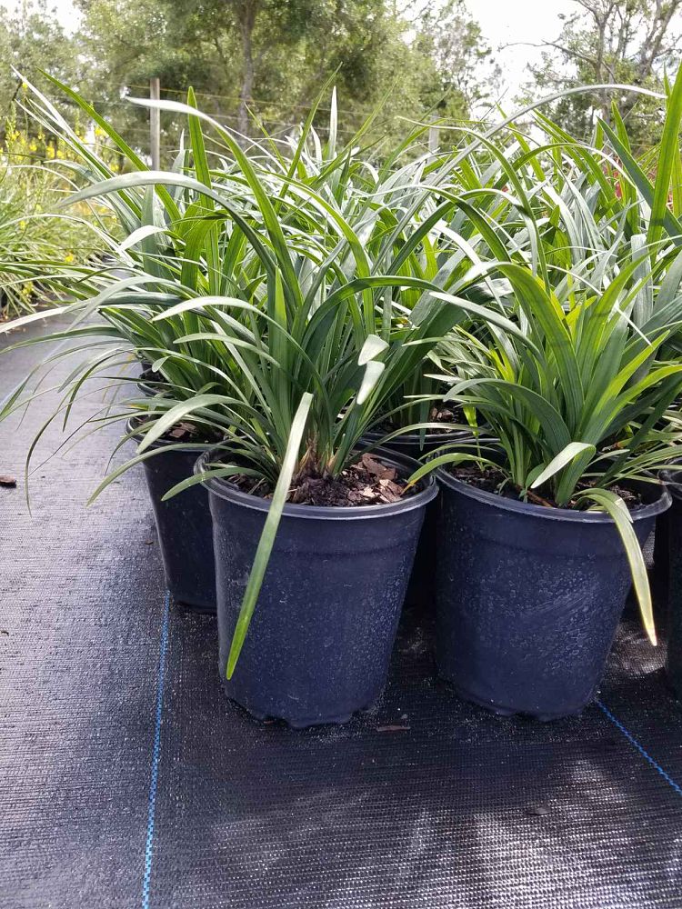 liriope-muscari-super-blue-lilyturf