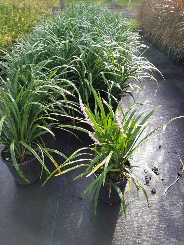 liriope-muscari-super-blue-lilyturf