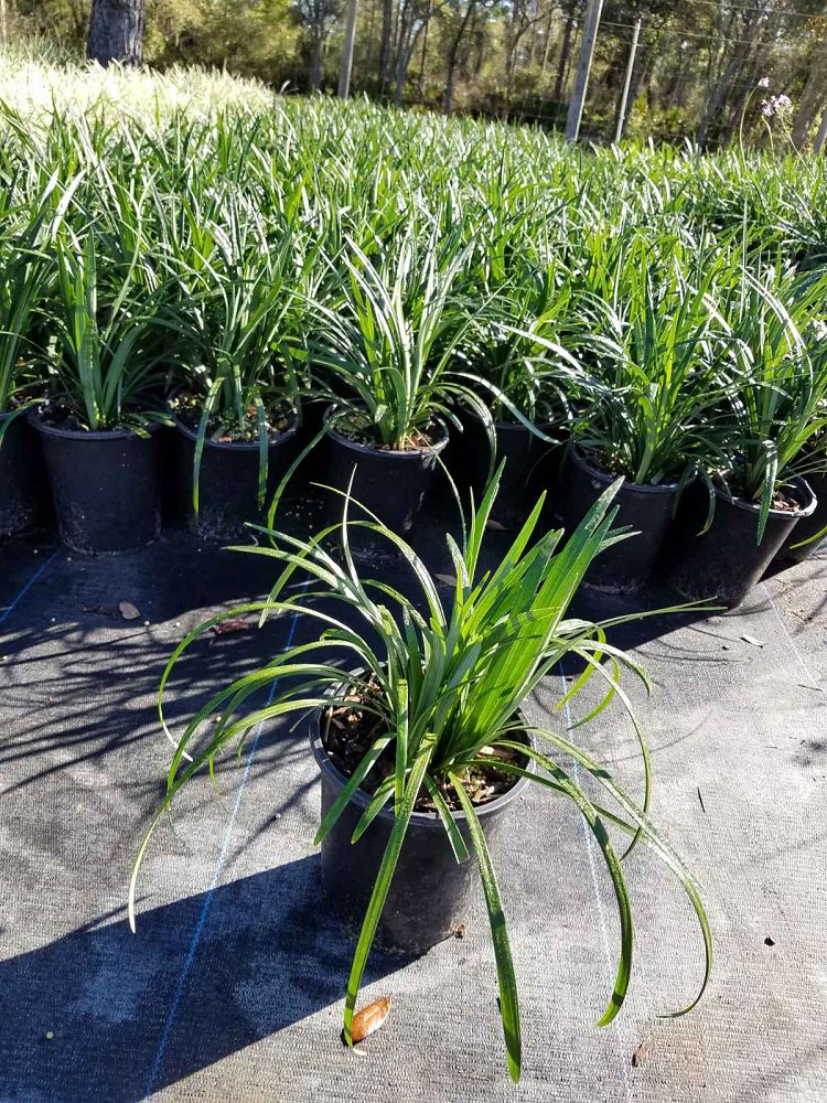 liriope-muscari-super-blue-lilyturf
