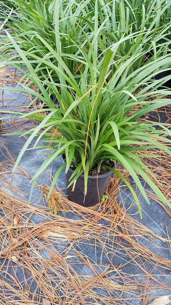 liriope-muscari-super-blue-lilyturf