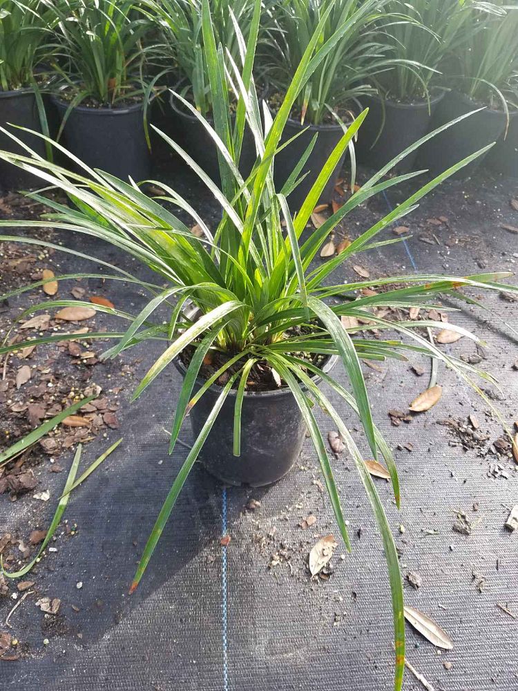 liriope-muscari-super-blue-lilyturf