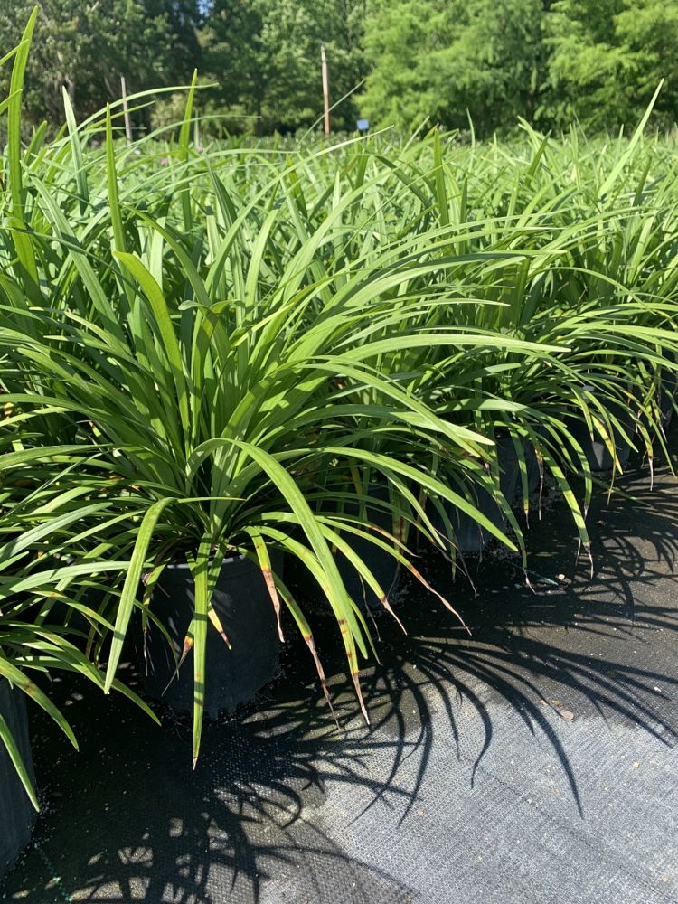 liriope-muscari-super-blue-lilyturf