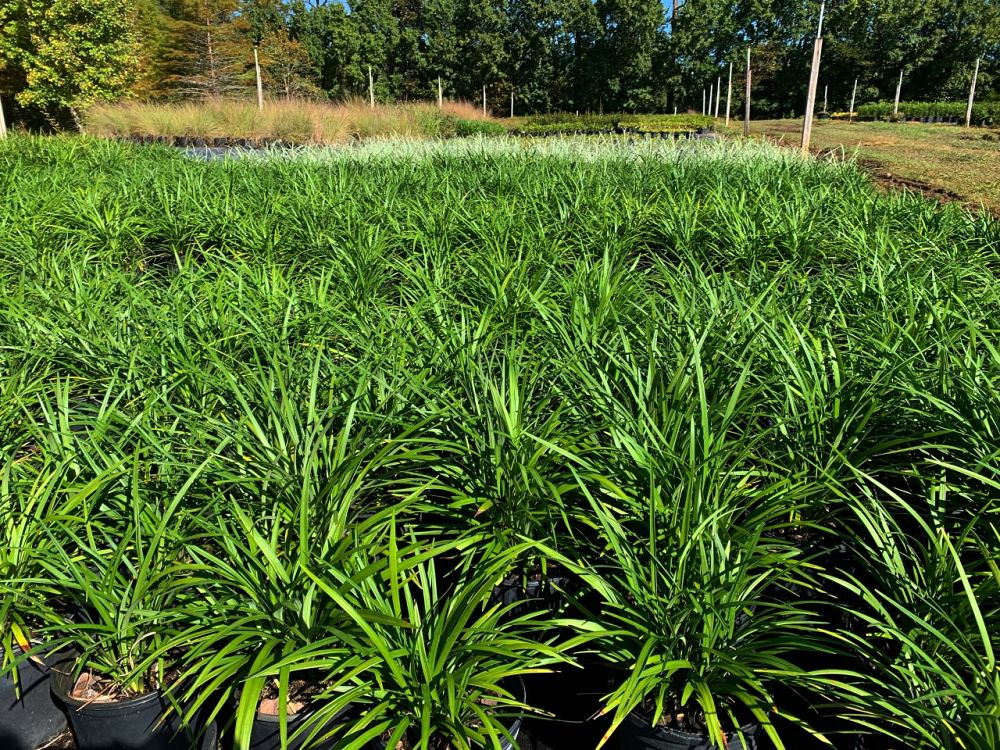 liriope-muscari-super-blue-lilyturf
