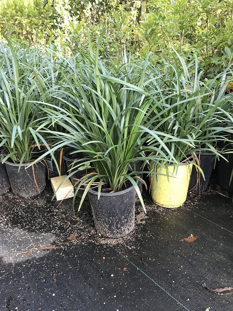 liriope-muscari-super-blue-lilyturf