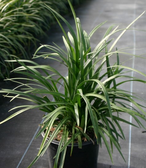 liriope-muscari-super-blue-lilyturf