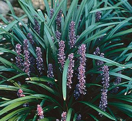 liriope-muscari-super-blue-lilyturf