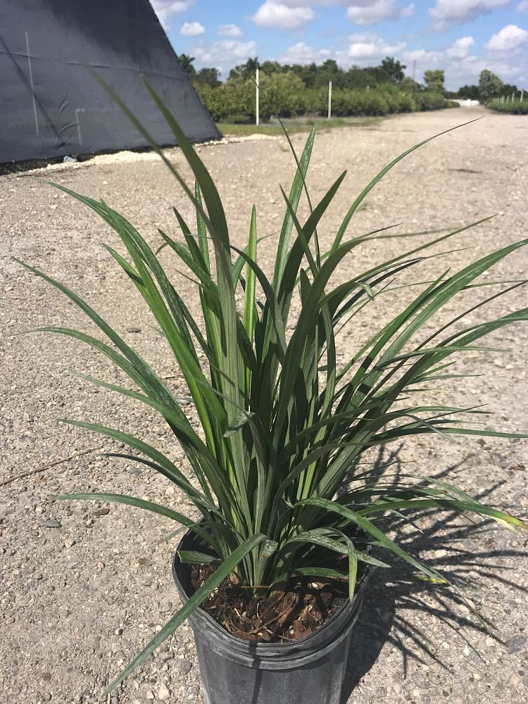 liriope-muscari-super-blue-lilyturf