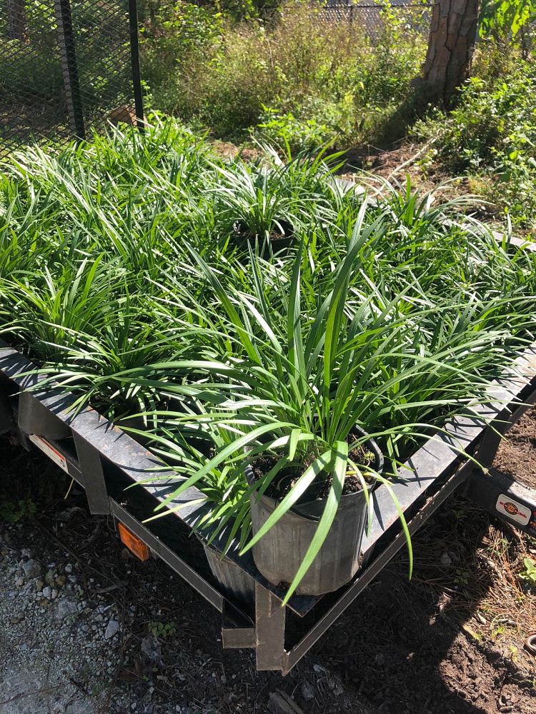 liriope-muscari-super-blue-lilyturf