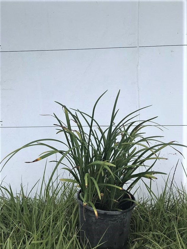 liriope-muscari-super-blue-lilyturf