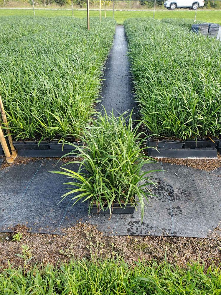 liriope-muscari-super-blue-lilyturf