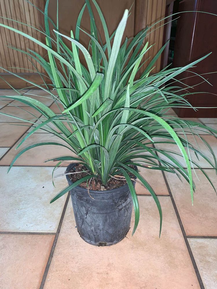 liriope-muscari-super-blue-lilyturf