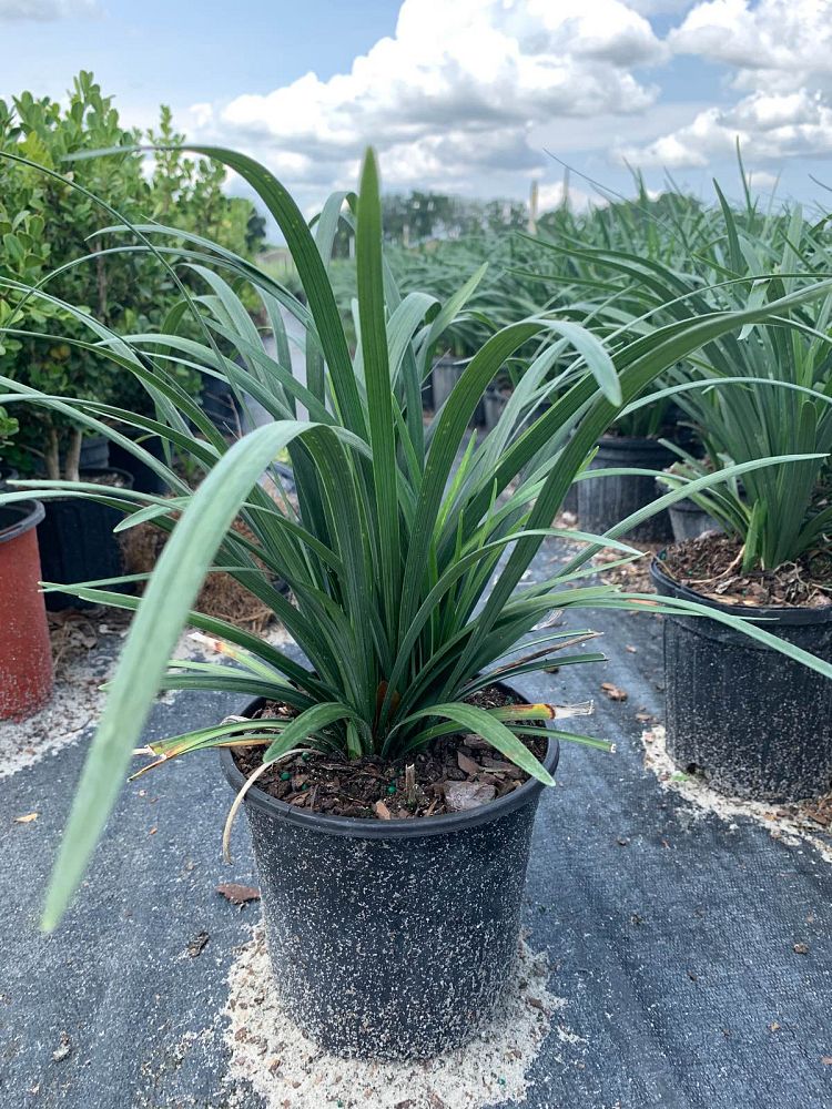 liriope-muscari-super-blue-lilyturf