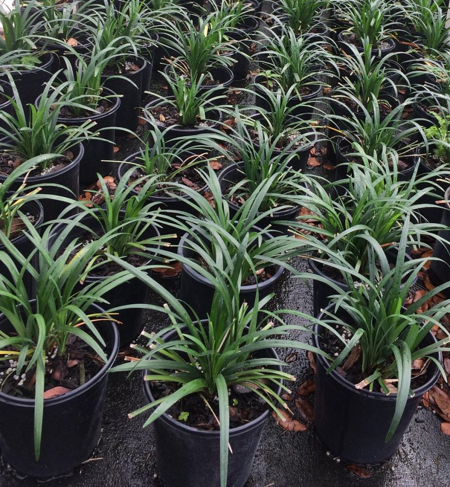 liriope-muscari-super-blue-lilyturf