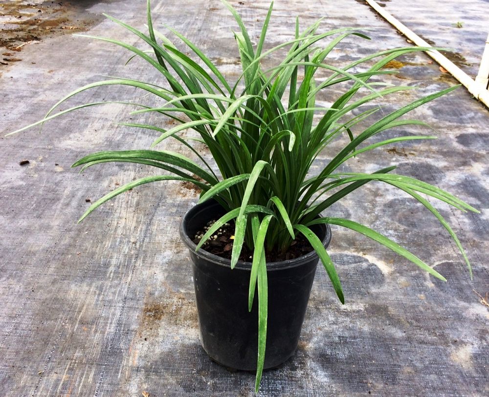 liriope-muscari-super-blue-lilyturf