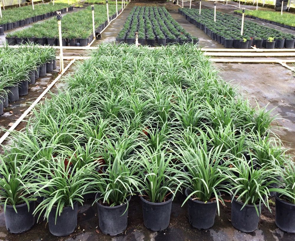 liriope-muscari-super-blue-lilyturf
