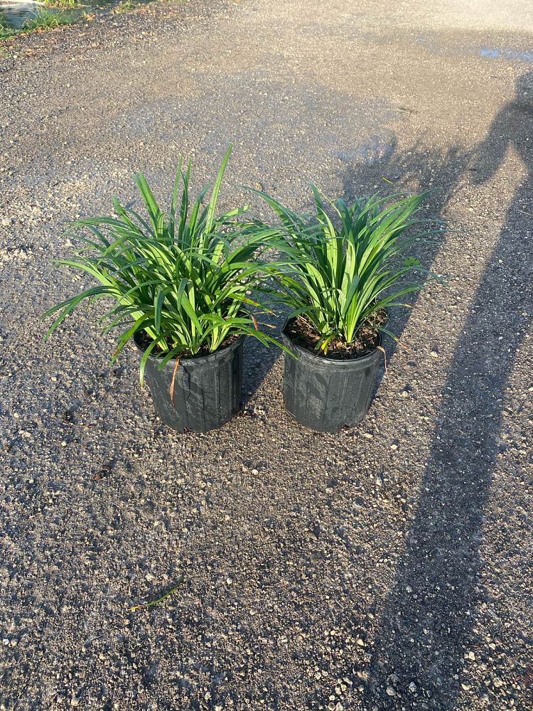 liriope-muscari-super-blue-lilyturf