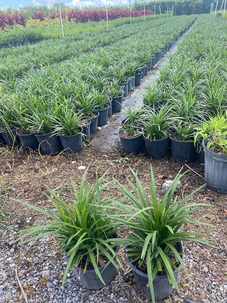 liriope-muscari-super-blue-lilyturf