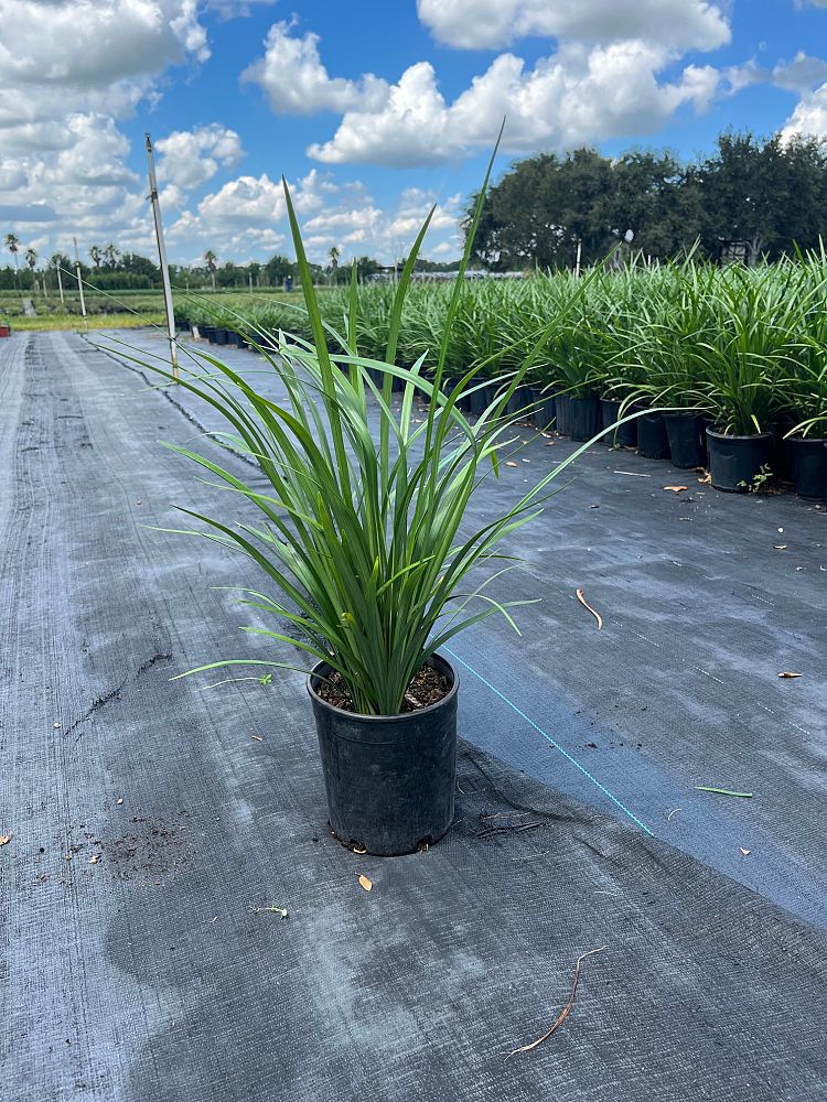 liriope-muscari-super-blue-lilyturf