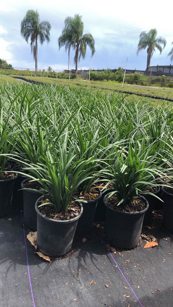 liriope-muscari-super-blue-lilyturf