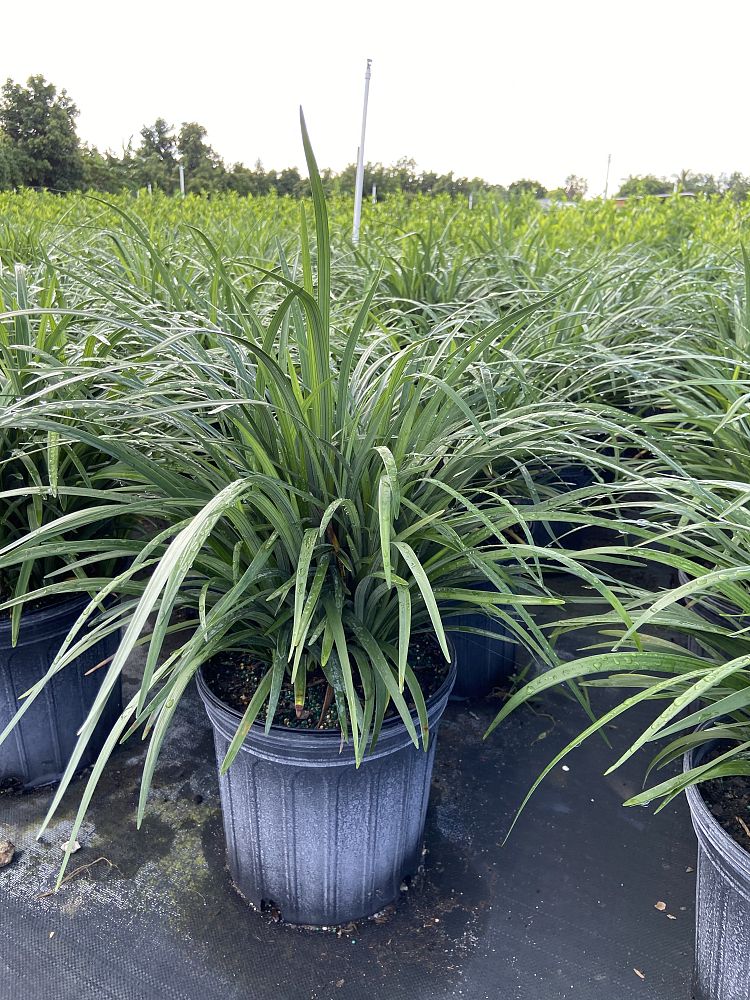 liriope-muscari-super-blue-lilyturf